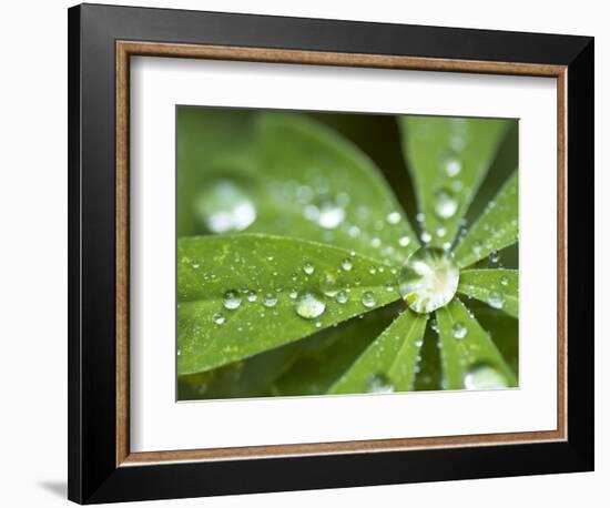 Rain Collected on Arctic Lupine, Cathedral Lake Provincial Park, British Columbia, Canada-Paul Colangelo-Framed Photographic Print