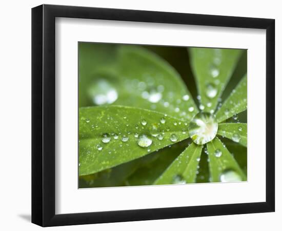 Rain Collected on Arctic Lupine, Cathedral Lake Provincial Park, British Columbia, Canada-Paul Colangelo-Framed Photographic Print