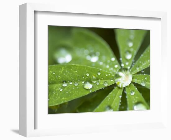 Rain Collected on Arctic Lupine, Cathedral Lake Provincial Park, British Columbia, Canada-Paul Colangelo-Framed Photographic Print