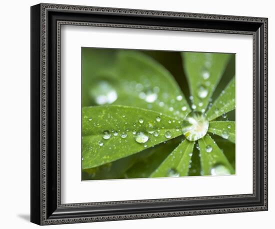 Rain Collected on Arctic Lupine, Cathedral Lake Provincial Park, British Columbia, Canada-Paul Colangelo-Framed Photographic Print