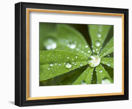 Rain Collected on Arctic Lupine, Cathedral Lake Provincial Park, British Columbia, Canada-Paul Colangelo-Framed Photographic Print