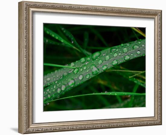 Rain drop beach grass-Savanah Plank-Framed Photo