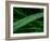 Rain drop beach grass-Savanah Plank-Framed Photo