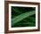 Rain drop beach grass-Savanah Plank-Framed Photo