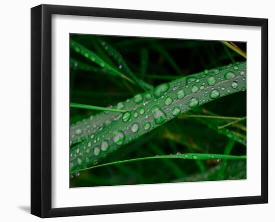 Rain drop beach grass-Savanah Plank-Framed Photo