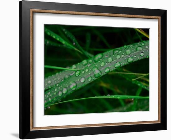 Rain drop beach grass-Savanah Plank-Framed Photo