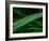 Rain drop beach grass-Savanah Plank-Framed Photo