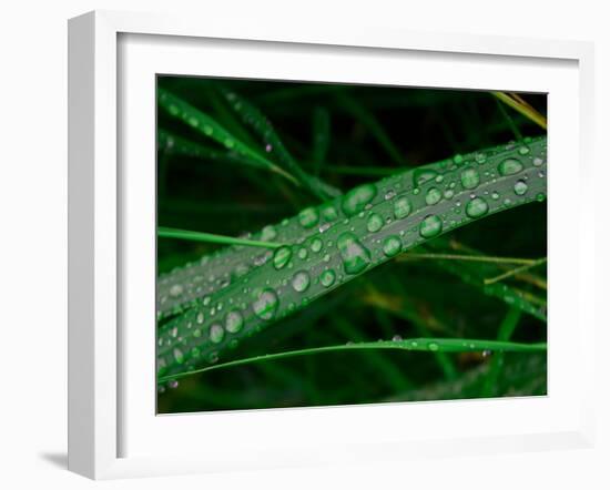 Rain drop beach grass-Savanah Plank-Framed Photo