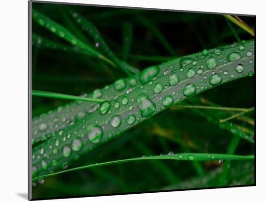 Rain drop beach grass-Savanah Plank-Mounted Photo