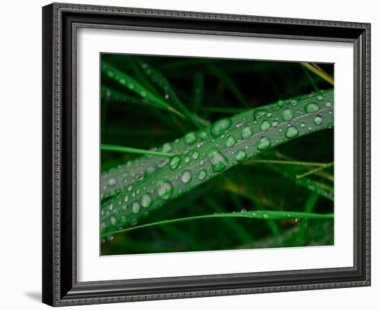 Rain drop beach grass-Savanah Plank-Framed Photo