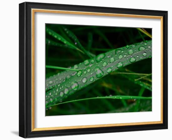 Rain drop beach grass-Savanah Plank-Framed Photo