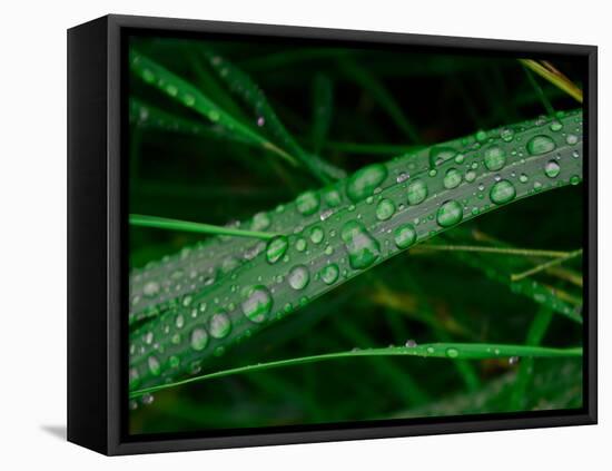 Rain drop beach grass-Savanah Plank-Framed Stretched Canvas