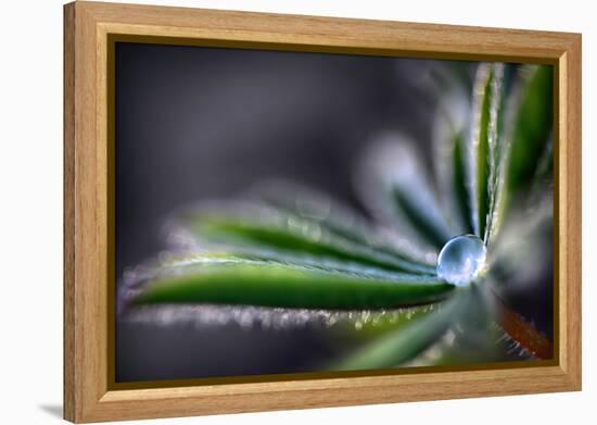 Rain Drop on a Lupine Leaf-Ursula Abresch-Framed Premier Image Canvas