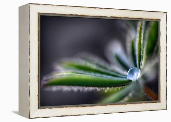 Rain Drop on a Lupine Leaf-Ursula Abresch-Framed Premier Image Canvas