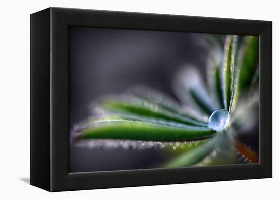 Rain Drop on a Lupine Leaf-Ursula Abresch-Framed Premier Image Canvas