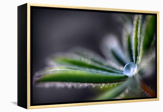 Rain Drop on a Lupine Leaf-Ursula Abresch-Framed Premier Image Canvas