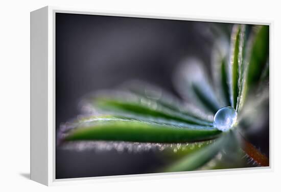 Rain Drop on a Lupine Leaf-Ursula Abresch-Framed Premier Image Canvas