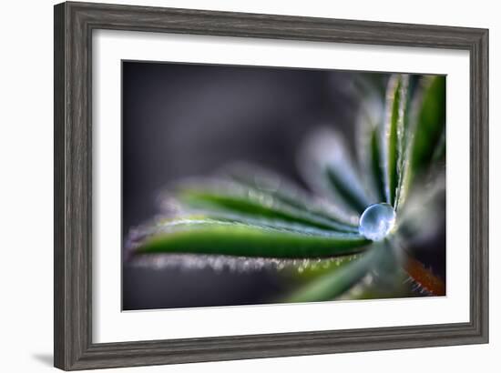 Rain Drop on a Lupine Leaf-Ursula Abresch-Framed Photographic Print