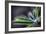 Rain Drop on a Lupine Leaf-Ursula Abresch-Framed Photographic Print