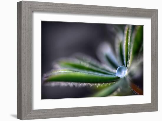 Rain Drop on a Lupine Leaf-Ursula Abresch-Framed Photographic Print