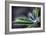 Rain Drop on a Lupine Leaf-Ursula Abresch-Framed Photographic Print