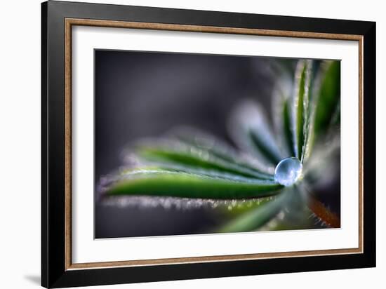 Rain Drop on a Lupine Leaf-Ursula Abresch-Framed Photographic Print