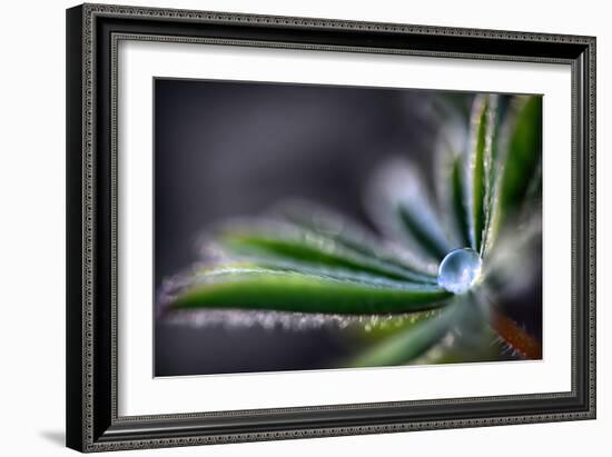 Rain Drop on a Lupine Leaf-Ursula Abresch-Framed Photographic Print