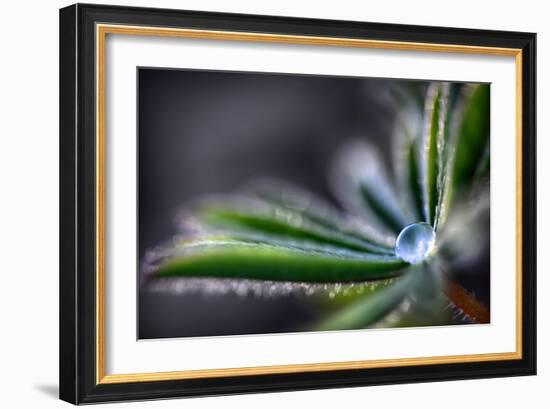 Rain Drop on a Lupine Leaf-Ursula Abresch-Framed Photographic Print