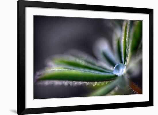 Rain Drop on a Lupine Leaf-Ursula Abresch-Framed Photographic Print