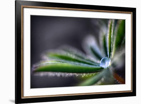 Rain Drop on a Lupine Leaf-Ursula Abresch-Framed Photographic Print