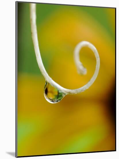 Rain Drop with Flower Reflected-Nancy Rotenberg-Mounted Photographic Print