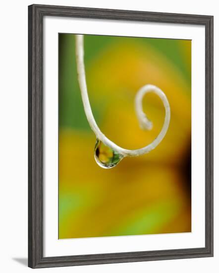 Rain Drop with Flower Reflected-Nancy Rotenberg-Framed Photographic Print