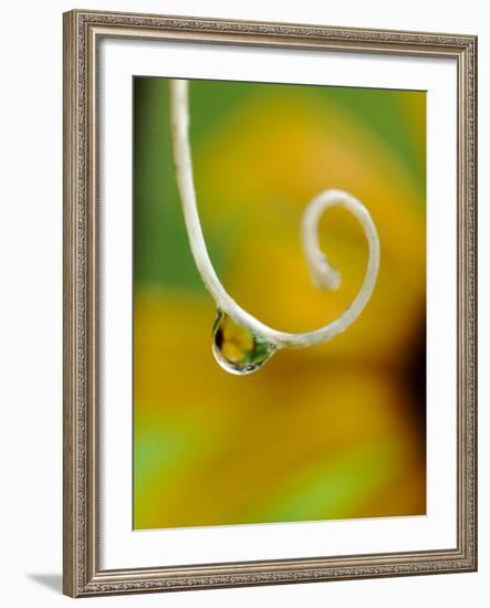 Rain Drop with Flower Reflected-Nancy Rotenberg-Framed Photographic Print