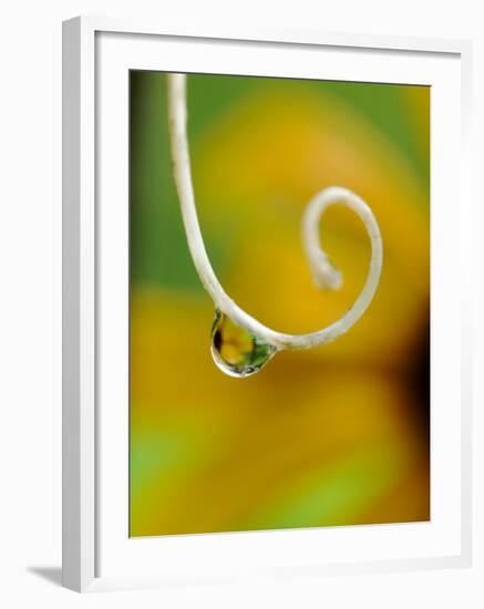 Rain Drop with Flower Reflected-Nancy Rotenberg-Framed Photographic Print