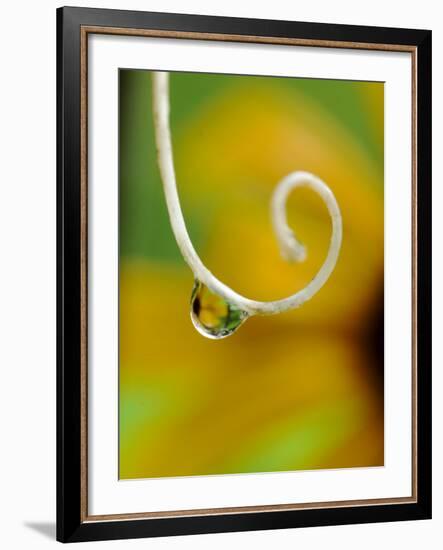 Rain Drop with Flower Reflected-Nancy Rotenberg-Framed Photographic Print