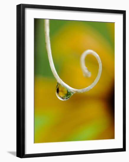 Rain Drop with Flower Reflected-Nancy Rotenberg-Framed Photographic Print