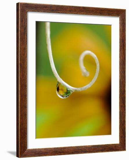 Rain Drop with Flower Reflected-Nancy Rotenberg-Framed Photographic Print