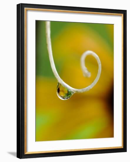 Rain Drop with Flower Reflected-Nancy Rotenberg-Framed Photographic Print