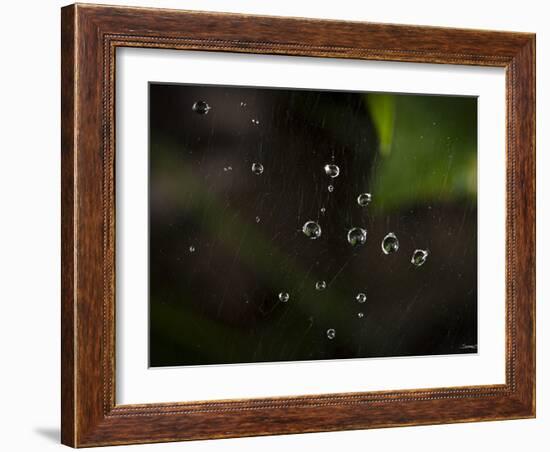 Rain Drops in a Spider Web-Gordon Semmens-Framed Photographic Print