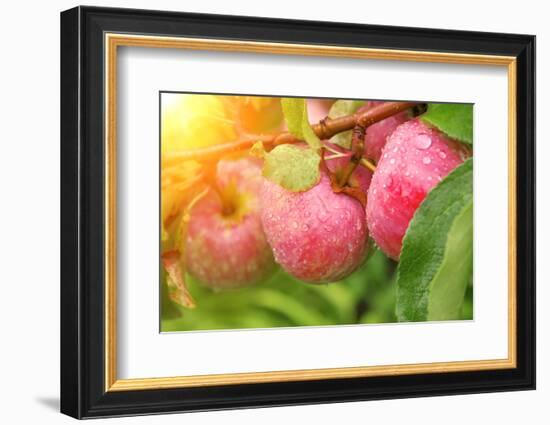 Rain Drops on Ripe Apples-frenta-Framed Premium Photographic Print