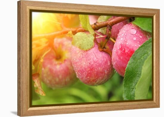 Rain Drops on Ripe Apples-frenta-Framed Premier Image Canvas