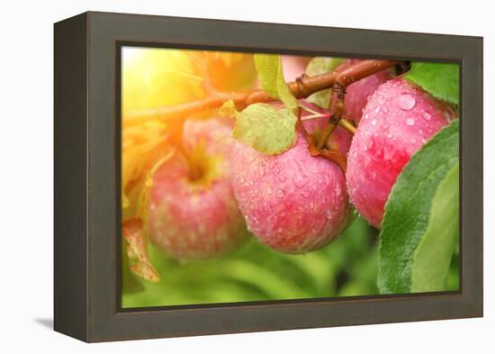 Rain Drops on Ripe Apples-frenta-Framed Premier Image Canvas