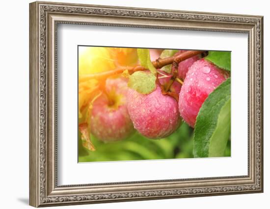 Rain Drops on Ripe Apples-frenta-Framed Photographic Print