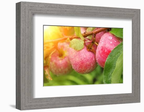 Rain Drops on Ripe Apples-frenta-Framed Photographic Print