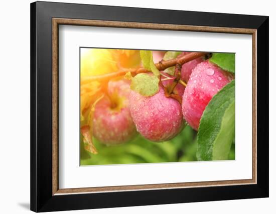 Rain Drops on Ripe Apples-frenta-Framed Photographic Print