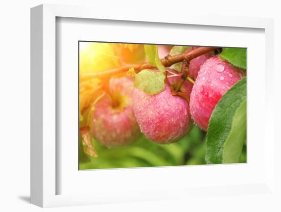 Rain Drops on Ripe Apples-frenta-Framed Photographic Print
