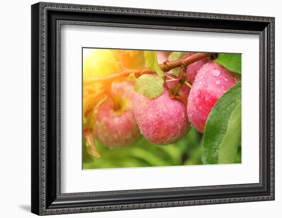 Rain Drops on Ripe Apples-frenta-Framed Photographic Print