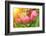 Rain Drops on Ripe Apples-frenta-Framed Photographic Print