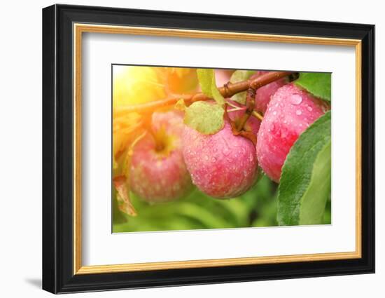 Rain Drops on Ripe Apples-frenta-Framed Photographic Print