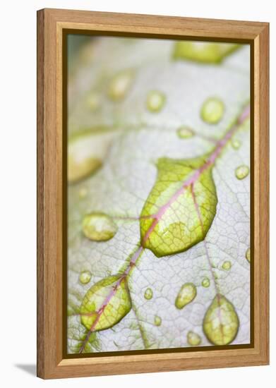 Rain Drops on Rose Leaf-null-Framed Premier Image Canvas